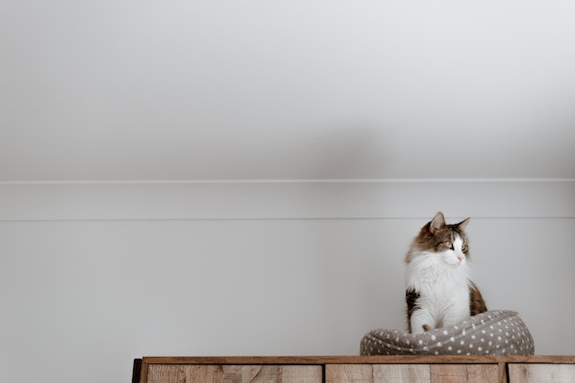 Pinnacle-Property-Management-pet-screening-cat