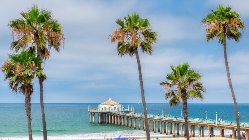 california beach palm trees